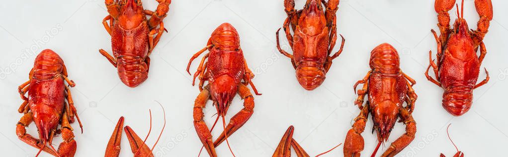 panoramic shot of red lobsters on white background
