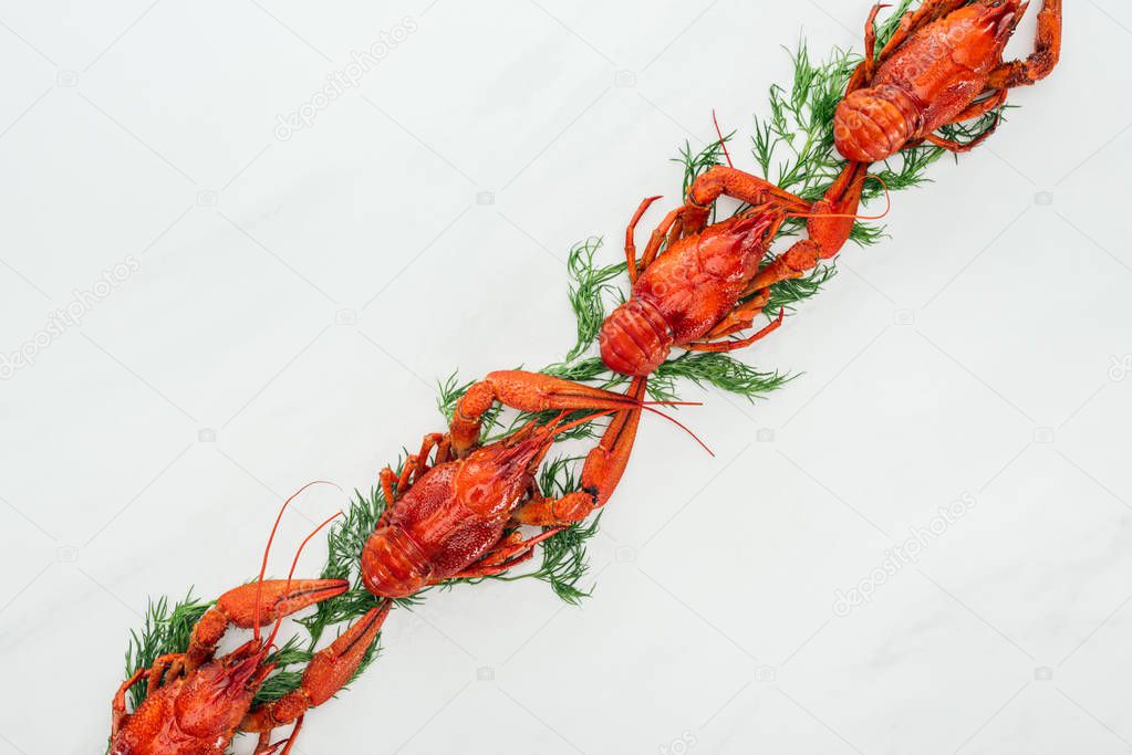top view of red lobsters and green herbs on white background