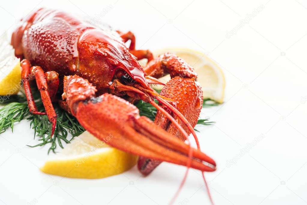 selective focus of red lobster on lemon slices, herbs and white background