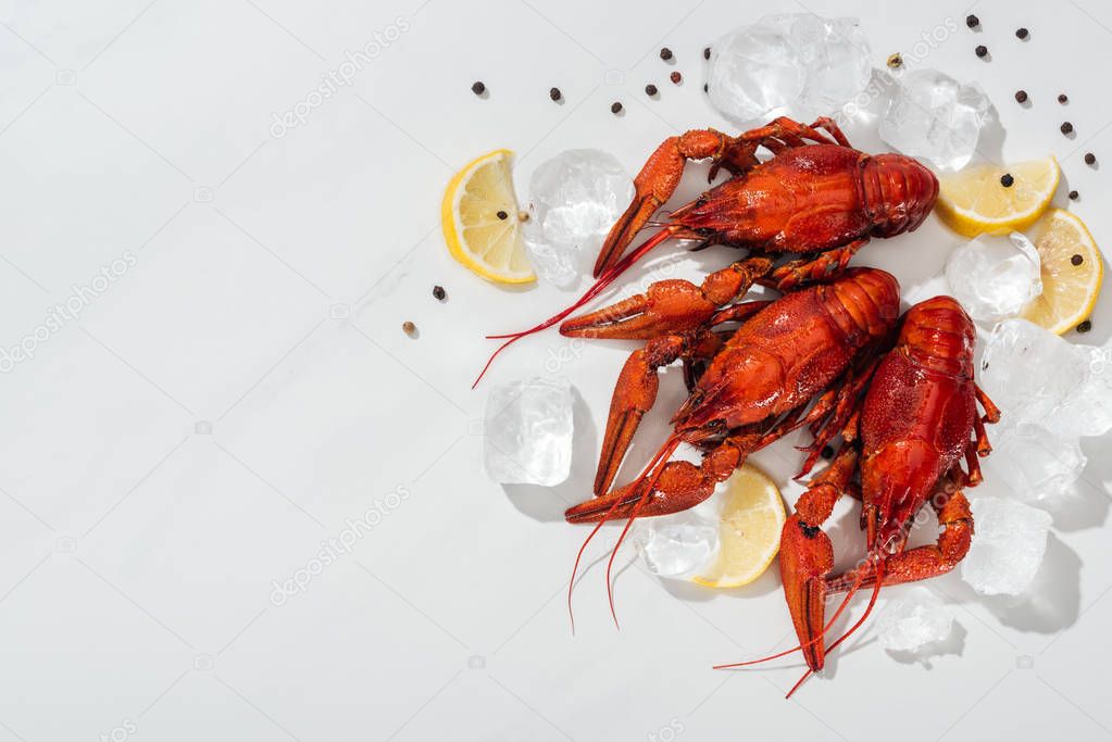 top view of red lobsters, peppers, lemon slices with ice cubes on white background