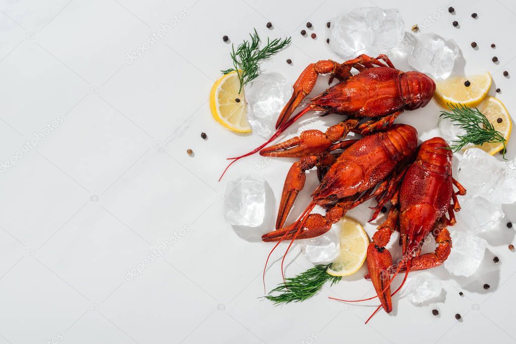 top view of red lobsters, peppers, lemon slices and green herbs with ice cubes on white background