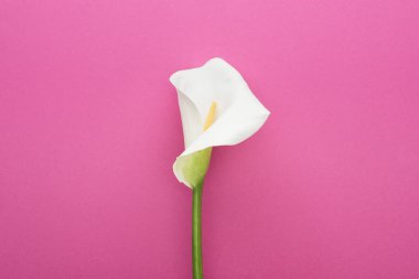 pembe arka plan üzerinde yeşil saplı güzel beyaz calla zambak