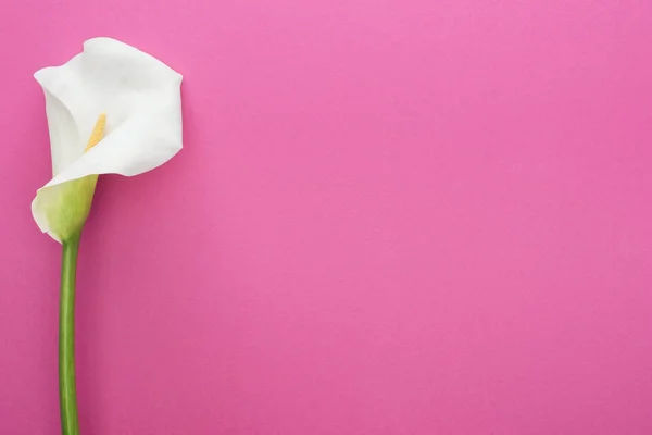 Krásná Kalla Lilie Bílým Petalem Růžovém Pozadí — Stock fotografie