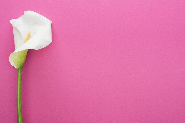 beautiful calla lily with white petal on pink background