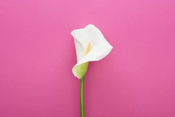 Hermoso Lirio Cala Blanco Con Tallo Verde Sobre Fondo Rosa —  Fotos de Stock