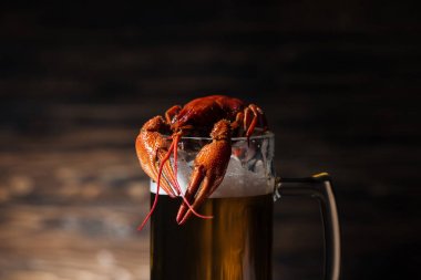 red lobster on glass with beer on wooden surface clipart