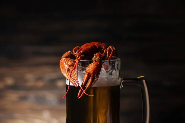 Red lobster on glass with beer on wooden surface — Stock Image Red Lobster Glass Beer Wooden Surface Royalty Free Stock Images