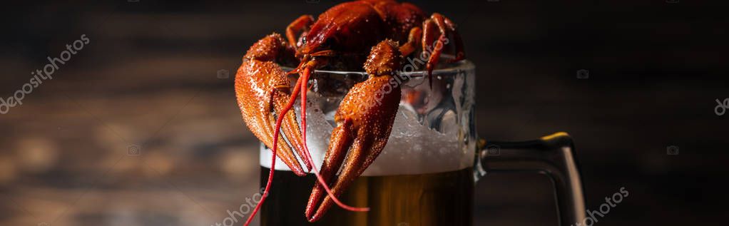 Panoramic shot of red lobsters on glass with beer at wooden surface — Stock Image Panoramic Shot Red Lobsters Glass Beer Wooden Surface Royalty Free Stock Images
