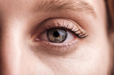 close up view of young woman grey eye with eyelashes and eyebrow looking at camera clipart
