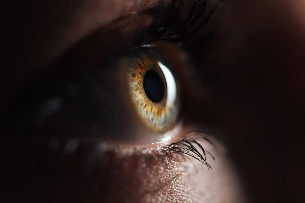 Nahaufnahme Des Menschlichen Auges Mit Wimpern Und Augenbrauen Die Dunkeln — Stockfoto