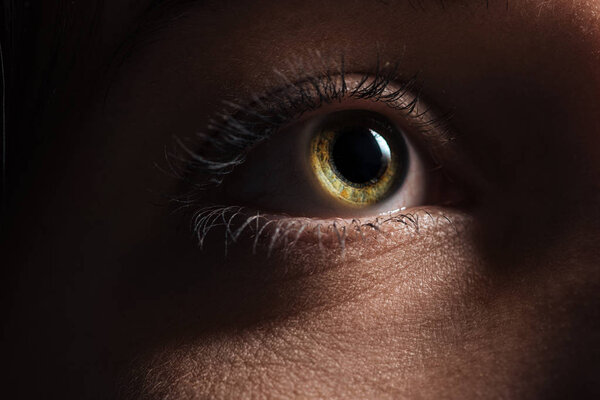 close up view of adult woman eye with eyelashes and eyebrow looking away