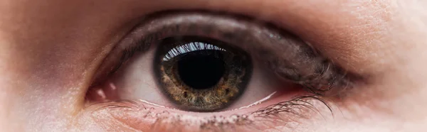カメラを見て女性の茶色の目のクローズアップビュー パノラマショット — ストック写真