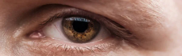 Bliska Widzenia Ludzkiego Brązowe Oko Patrząc Aparat Fotograficzny Panoramiczny Strzał — Zdjęcie stockowe