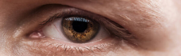 close up view of human brown eye looking at camera, panoramic shot