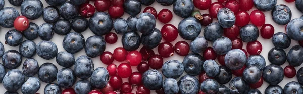 Panoramic Shot Red Fresh Ripe Cranberries Whole Blueberries — Stock Photo, Image