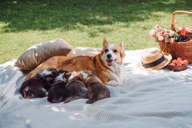 yeşil bahçede beyaz battaniye üzerinde Galce Corgi köpek besleme yavru