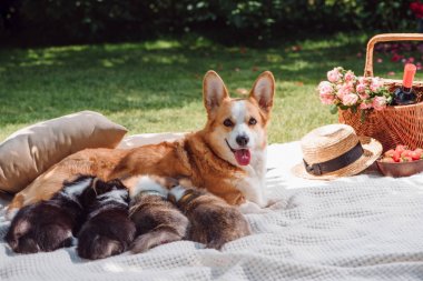 yeşil bahçede beyaz battaniye üzerinde sevimli Galce Corgi köpek besleme yavru