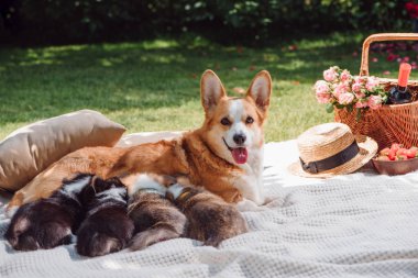 cute welsh corgi dog feeding puppies on white blanket in green garden clipart