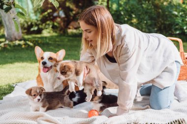 sevimli Galce Corgi yavru ve köpek ile bahçede beyaz battaniye üzerinde oturan çekici sarışın kız