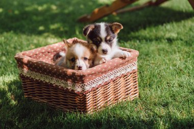 yeşil çimenli çim üzerinde hasır kutusunda sevimli kabarık Galce Corgi yavru