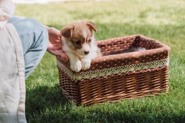 Vicker kutusunda Galce Corgi sevimli köpek yavrusu ile yeşil bahçede oturan kız kırpılmış görünümü