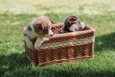 yeşil çimenli çim üzerinde hasır kutusunda sevimli Galce Corgi yavru