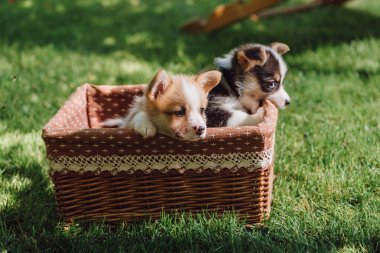 güneşli bir gün yeşil çimenli çim üzerinde hasır kutuda sevimli kabarık Galce Corgi yavru