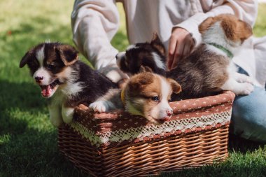 kız yeşil bahçede Galce Corgi güzel yavru hasır kutusunda oturan kısmi görünümü