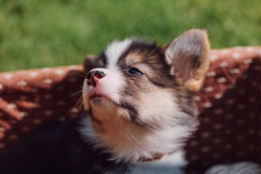 yeşil çimenli çim üzerinde hasır kutusunda sevimli Galce Corgi köpek yavrusu görünümü yakın