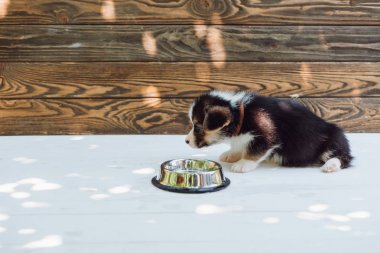 Ahşap inşaat üzerinde gümüş Pet kase sevimli kabarık Corgi köpek içme suyu