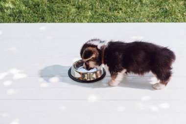 Bahçe Ahşap inşaat üzerinde gümüş Pet kase sevimli kabarık Corgi köpek içme suyu