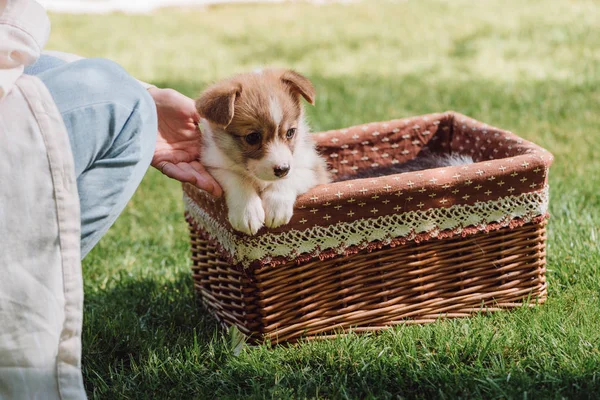 Vágott Kilátás Lány Zöld Kert Walesi Corgi Imádnivaló Kiskutya Fonott — Stock Fotó