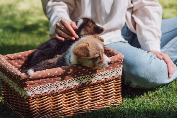 cropped view of young girl sitting in green garden with welsh corgi adorable puppies in wicker box