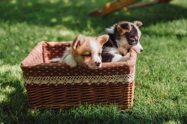 Lucu Berbulu Welsh Corgi Anak Anjing Kotak Wicker Pada Rumput — Stok Foto