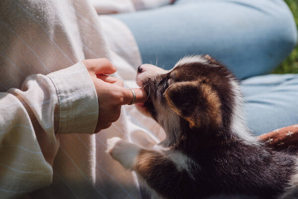Cropped View Girl Putting Finger Welsh Corgi Adorable Puppy Mouth — Stock Photo, Image