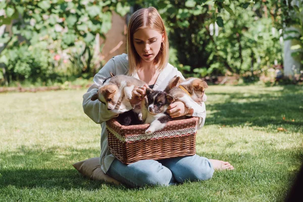 Gadis Pirang Menarik Duduk Kebun Hijau Dengan Anjing Corgi Welsh — Stok Foto