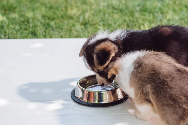 Cute Fluffy Corgi Puppies Drinking Water Silver Pet Bowl Wooden — Stock Photo, Image
