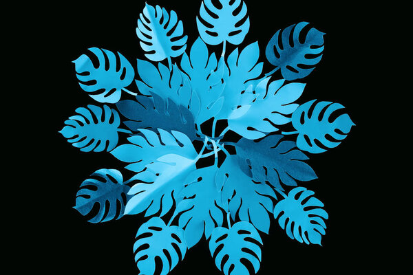 top view of paper cut blue leaves isolated on black, background pattern