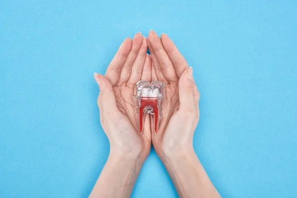 Ausgeschnittene Ansicht Einer Frau Mit Zahnmodell Mit Roter Zahnwurzel Isoliert — Stockfoto