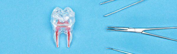 panoramic shot of silicone tooth model with red dental root near set of dental instruments isolated on blue 