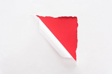 renkli kırmızı arka plan üzerinde beyaz yırtık ve haddelenmiş kağıt