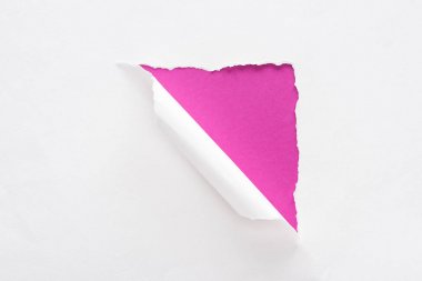 pembe renkli arka plan üzerinde beyaz yırtık ve haddelenmiş kağıt