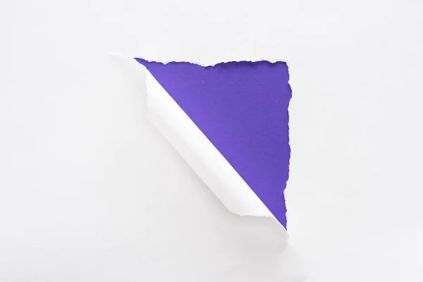 White Torn Rolled Paper Violet Colorful Background — Stock Photo, Image
