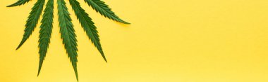 top view of green hemp leaf isolated on yellow, panoramic shot clipart
