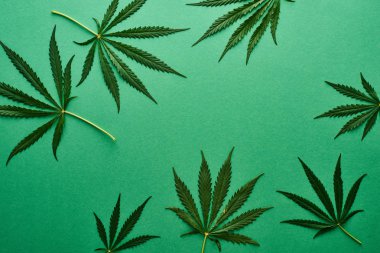 top view of green cannabis leaves on green background clipart