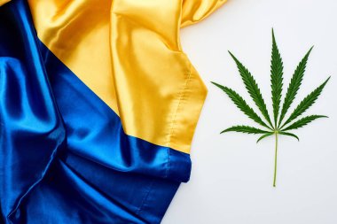 top view of green cannabis leaf near flag of Ukraine on white background clipart