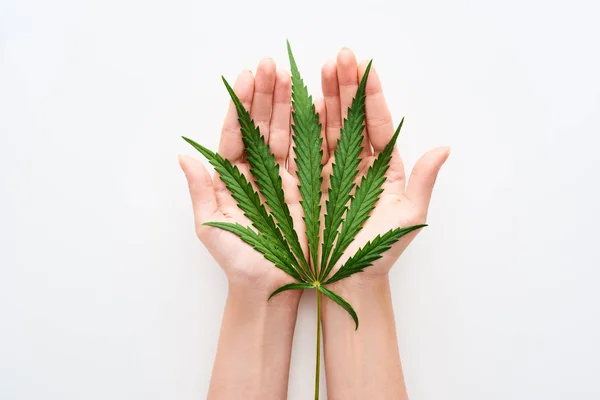 Top View Hemp Leaf Hands White Background — Stock Photo, Image