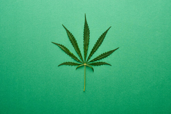 top view of green hemp leaf on green background