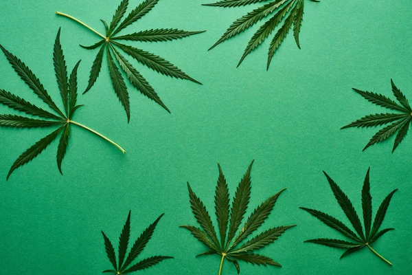 Vista Superior Folhas Cannabis Verde Fundo Verde — Fotografia de Stock