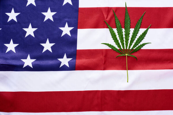 top view of green cannabis leaf on american flag background